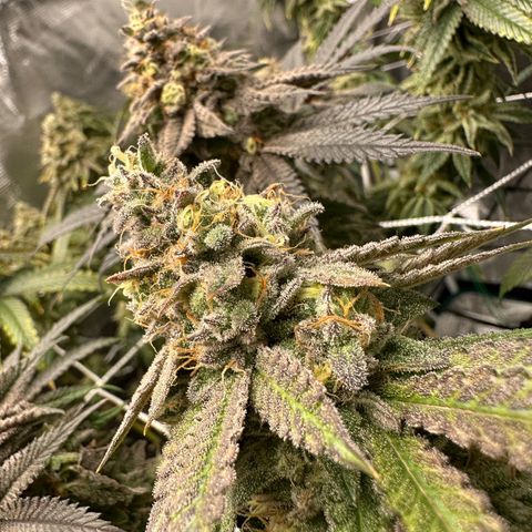 Guava Bars growlog timeline photo