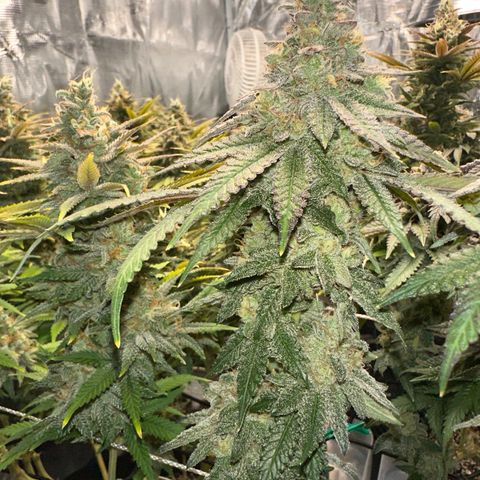 Guava Bars growlog timeline photo