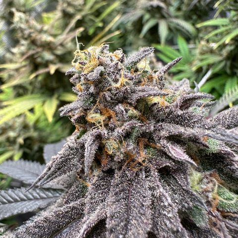 Gelato Sundae growlog timeline photo