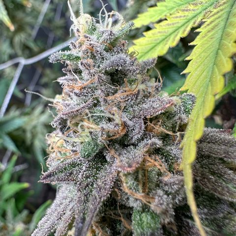 Gelato Sundae growlog timeline photo