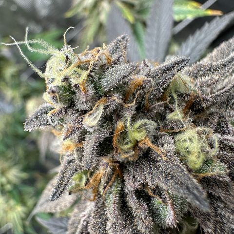 Gelato Sundae growlog timeline photo