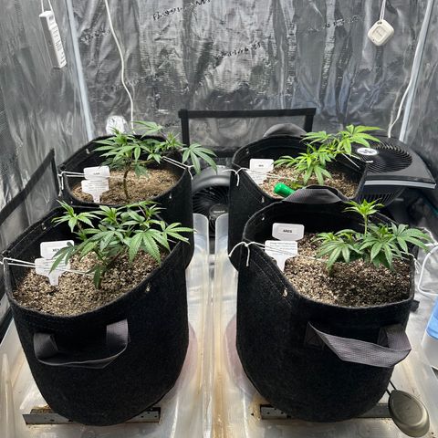 Maroon Baboon growlog timeline photo