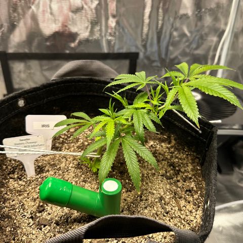 Blueberry Smoothie growlog timeline photo