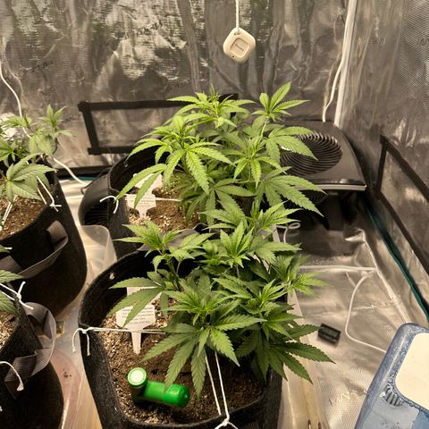 Blueberry Smoothie growlog timeline photo