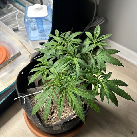 Blueberry Smoothie growlog timeline photo