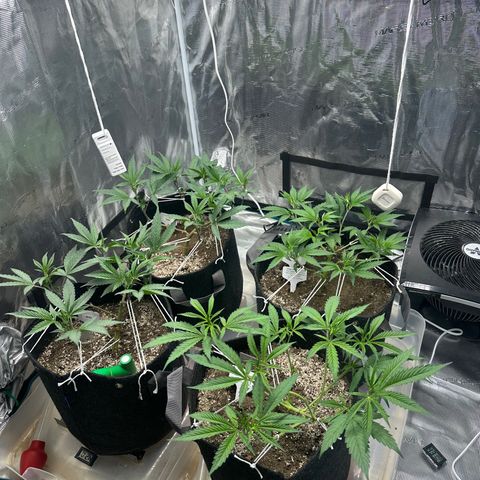 Blueberry Smoothie growlog timeline photo
