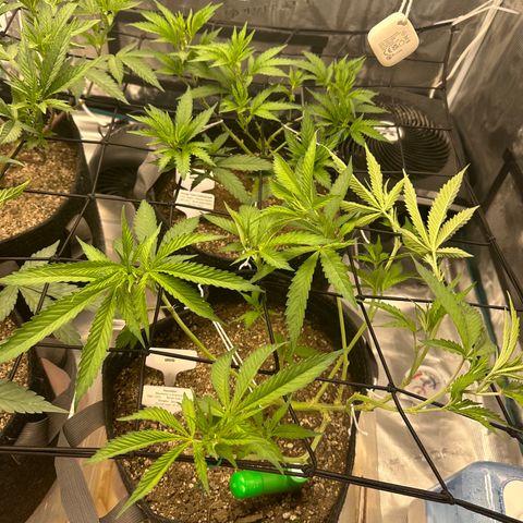 Blueberry Smoothie growlog timeline photo