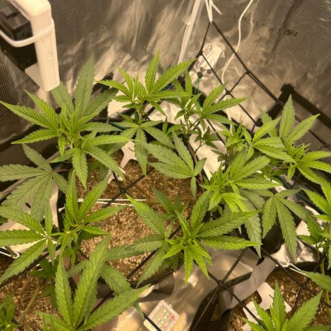 Maroon Baboon growlog timeline photo