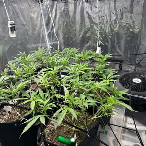 Blueberry Smoothie growlog timeline photo