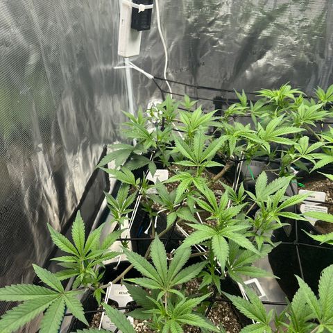 Maroon Baboon growlog timeline photo
