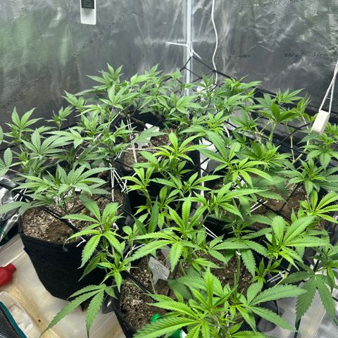Blueberry Smoothie growlog timeline photo