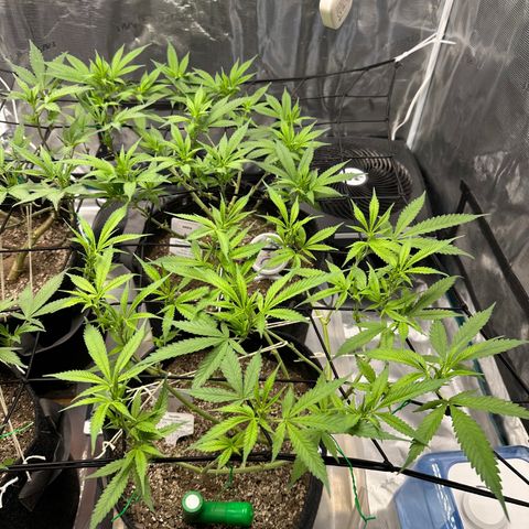 Blueberry Smoothie growlog timeline photo