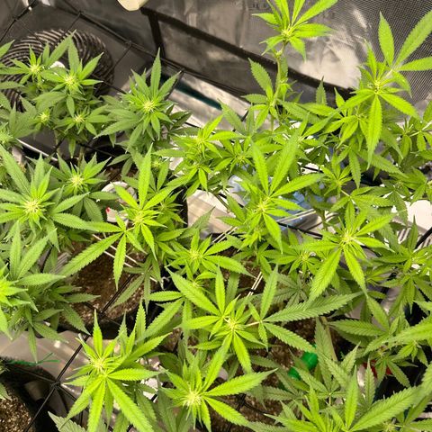 Blueberry Smoothie growlog timeline photo