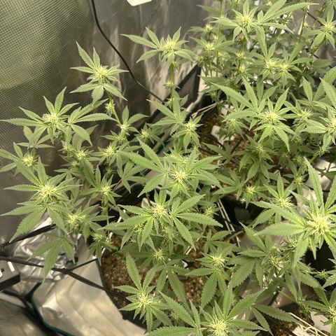 Maroon Baboon growlog timeline photo