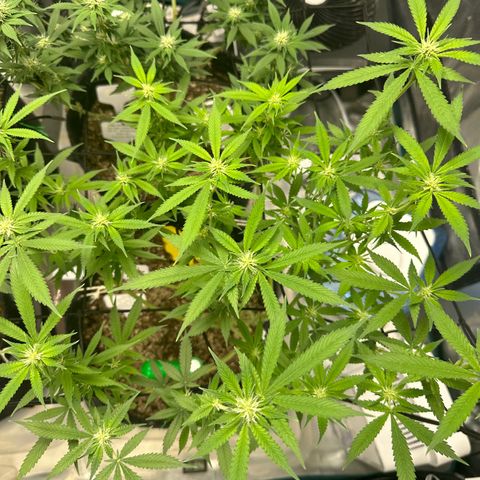 Blueberry Smoothie growlog timeline photo