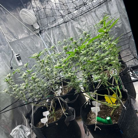 Maroon Baboon growlog timeline photo
