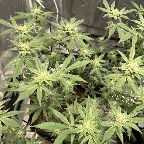 Maroon Baboon growlog timeline photo