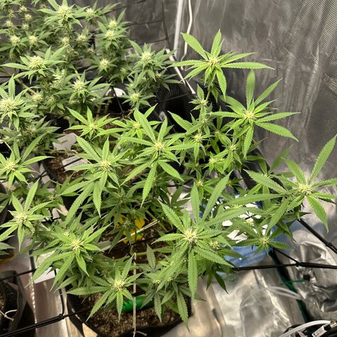 Blueberry Smoothie growlog timeline photo