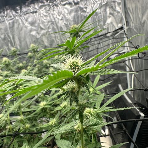 Blueberry Smoothie growlog timeline photo