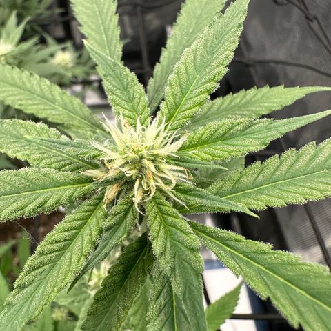 Blueberry Smoothie growlog timeline photo