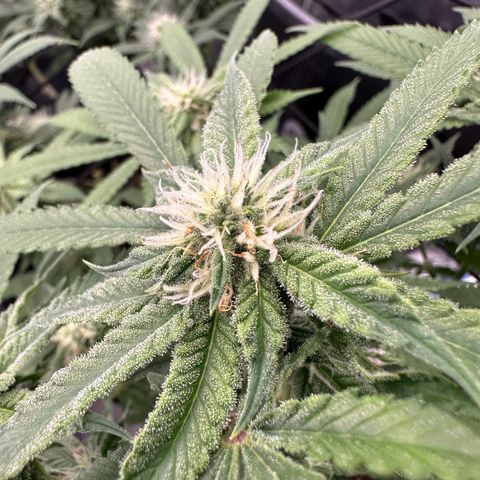 Blueberry Smoothie growlog timeline photo
