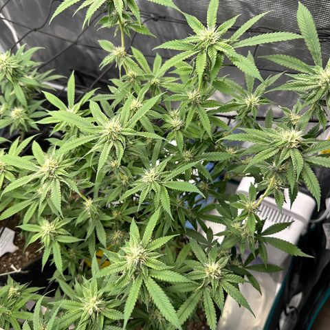 Blueberry Smoothie growlog timeline photo