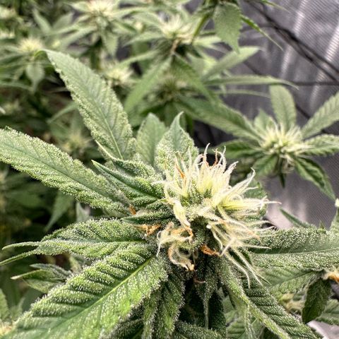 Blueberry Smoothie growlog timeline photo