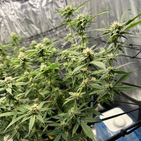 Blueberry Smoothie growlog timeline photo