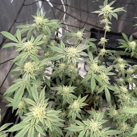 Maroon Baboon growlog timeline photo