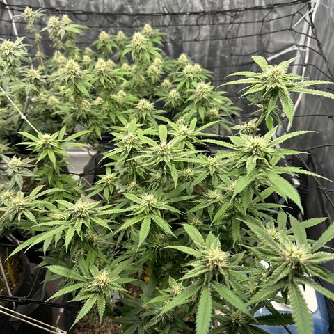 Blueberry Smoothie growlog timeline photo