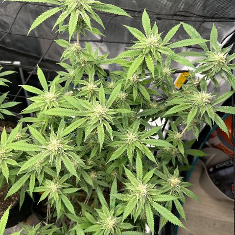 Blueberry Smoothie growlog timeline photo
