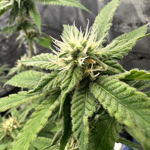 Blueberry Smoothie growlog timeline photo