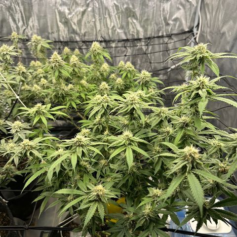 Blueberry Smoothie growlog timeline photo