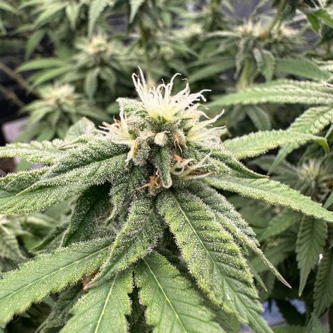 Blueberry Smoothie growlog timeline photo