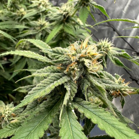 Blueberry Smoothie growlog timeline photo