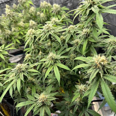 Blueberry Smoothie growlog timeline photo