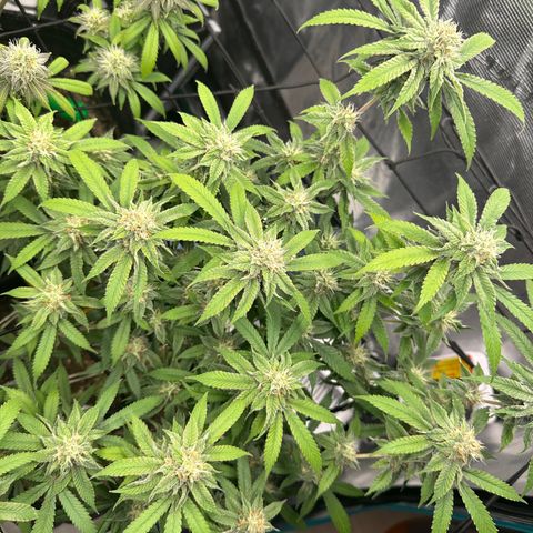 Blueberry Smoothie growlog timeline photo