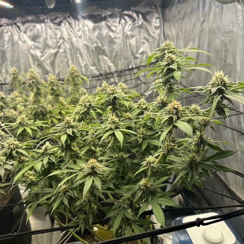 Blueberry Smoothie growlog timeline photo