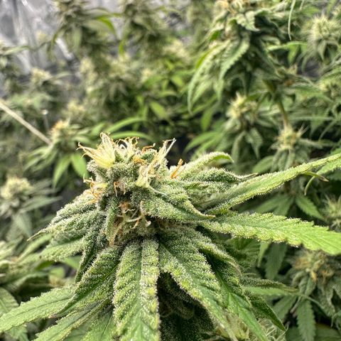 Blueberry Smoothie growlog timeline photo