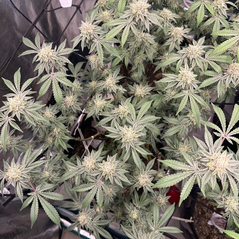 Maroon Baboon growlog timeline photo