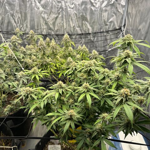Blueberry Smoothie growlog timeline photo