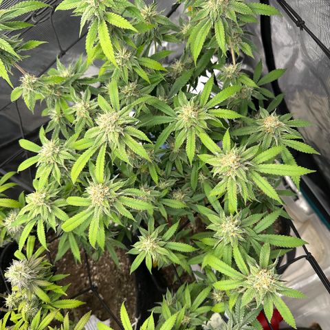 Blueberry Smoothie growlog timeline photo