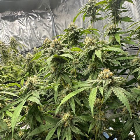 Blueberry Smoothie growlog timeline photo