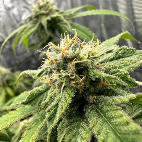 Blueberry Smoothie growlog timeline photo