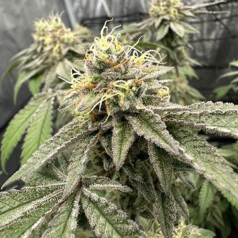 Maroon Baboon growlog timeline photo