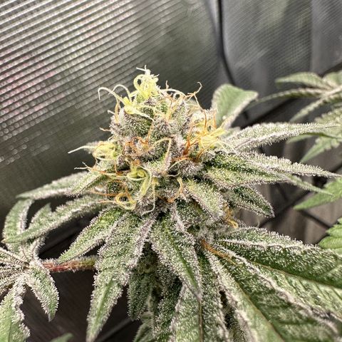 Maroon Baboon growlog timeline photo