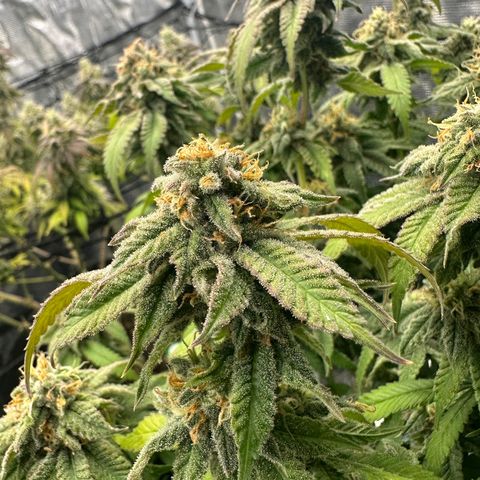 Blueberry Smoothie growlog timeline photo