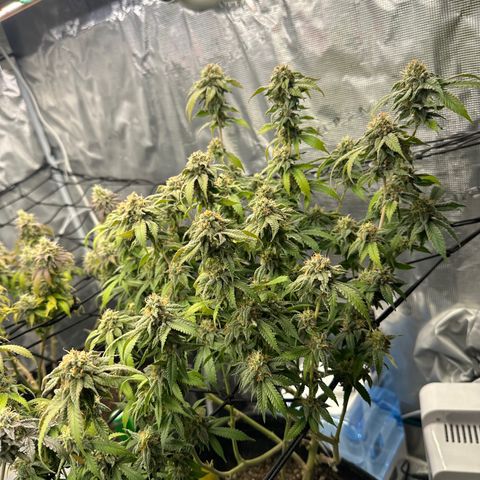 Blueberry Smoothie growlog timeline photo
