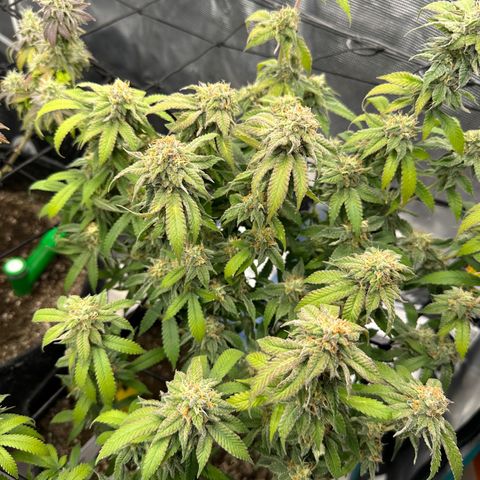 Blueberry Smoothie growlog timeline photo