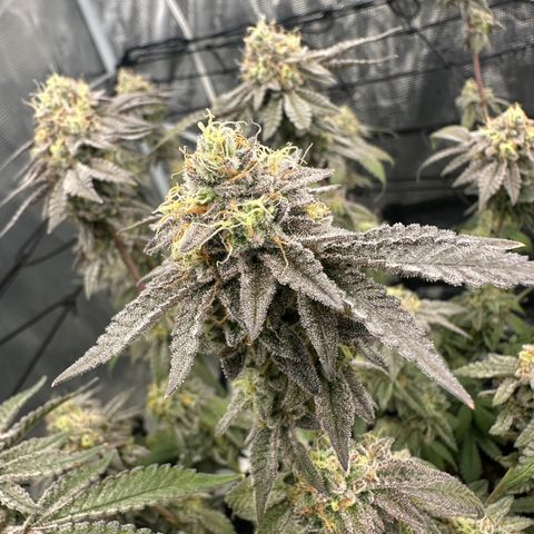 Maroon Baboon growlog timeline photo